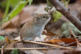 Нориця руда