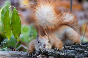 A squirrel in the park