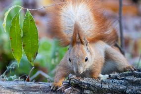 A squirrel in the park