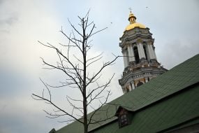 Tulip tree on the territory of the National Reserve “Kyiv-Pechersk Lavra”