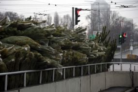 Продаж ялинок у Києві