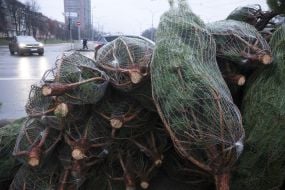 Продаж ялинок у Києві