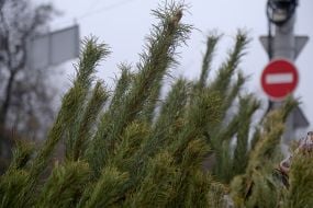 Продаж ялинок у Києві