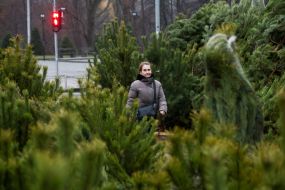 Продаж ялинок у Києві