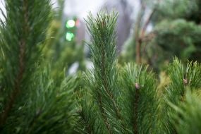 Продаж ялинок у Києві