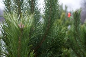 Продаж ялинок у Києві