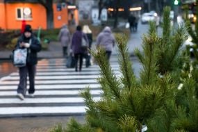 Продаж ялинок у Києві