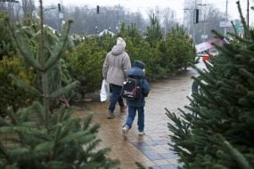 Продаж ялинок у Києві