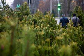 Продаж ялинок у Києві