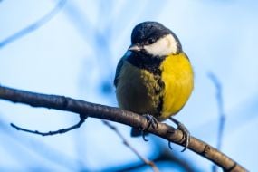 Tit on a branch