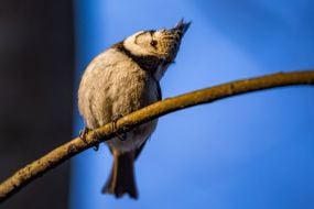 Crested tit