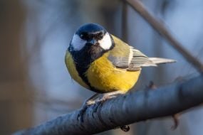 Tit on a branch