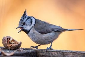 A great crested tit pecks a walnut kernel