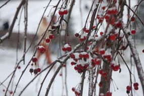 Snow-covered paradise apples on tree branches in a park in Kiev