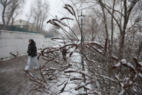 Snow-covered plants in a park in Kiev