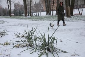 Snow-covered plants in a park in Kiev