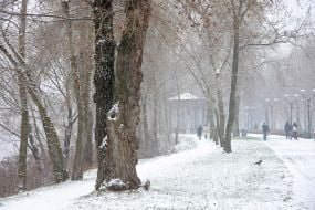 Заснеженая аллея в парке в Киеве