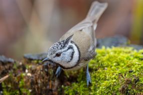 Синица хохлатая