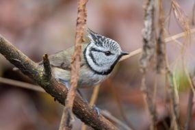 Синица хохлатая