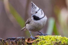 Синица хохлатая