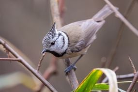 Синица хохлатая