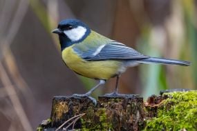 Синица на ветке