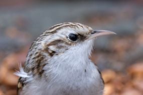 Підкоришник