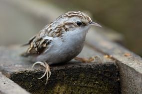 Підкоришник