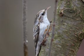 Підкоришник