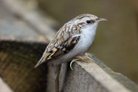 Підкоришник