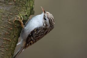 Підкоришник