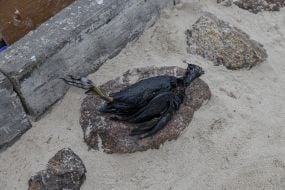 Загиблий птах на камені на пляжі в Одесі