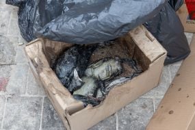 Dead birds in a cardboard box on the beach in Odessa