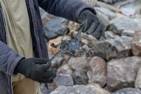 A man holds a dead bird on the beach in Odessa