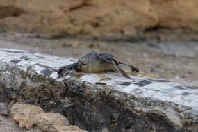 Dead bird on the beach in Odessa