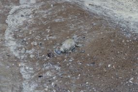 Dead bird on the beach in Odessa