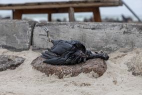Dead bird on a stone on the beach in Odessa
