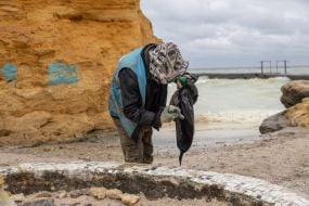 A man holds a dead bird on the beach in Odessa