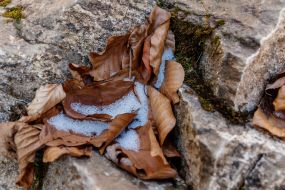 Snow on fallen leaves among rocks in the Carpathians