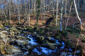 Mountain stream in the Carpathians