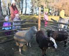 Дети возле вольера с овцами