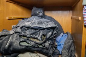 A cat in an apartment damaged by Russian shelling