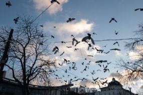 Київ напередодні Нового року