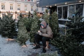 Christmas trees for sale in Kyiv