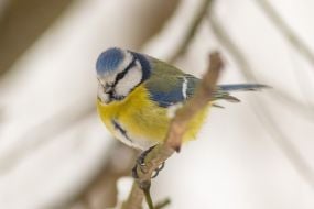 Обыкновенная лазоревка (синяя синица)