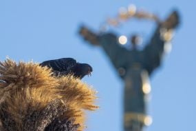 Голуби возле  дидуха