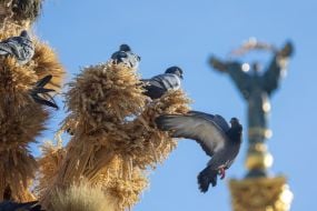 Голуби возле  дидуха