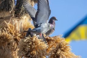 Голуб и дидух на фоне флага Украины