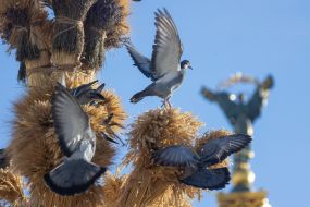 Голуби возле  дидуха