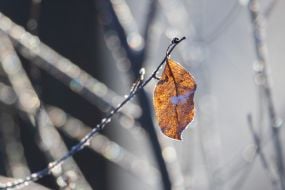 Жовтий лист